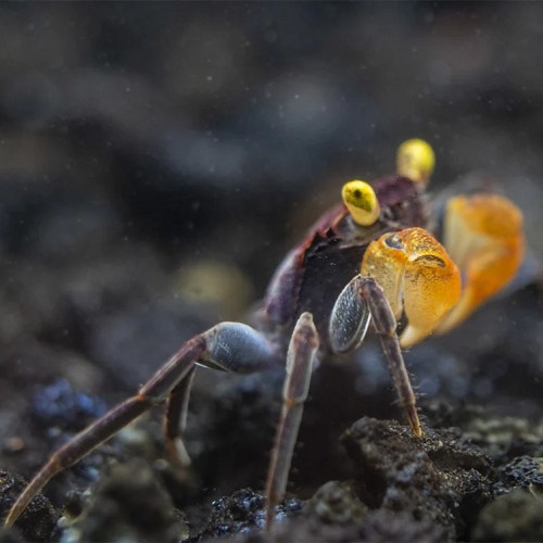 Geosesarma lecoude  Vampierkrab